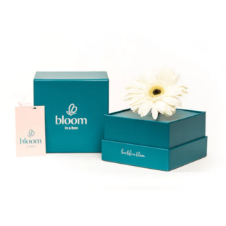 Bloom in a Box - White Gerbera